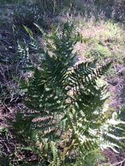 Pteridium aquilinum pubescens
