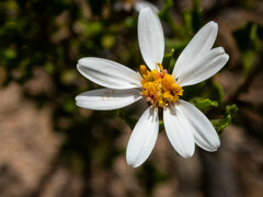 Olearia muelleri