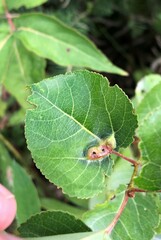 Harmandiola
