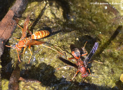Polistes apachus texanus