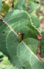 Stictocephala basalis