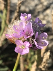 Armeria maritima californica