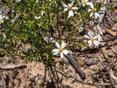 Olearia muelleri