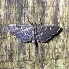 Diathrausta