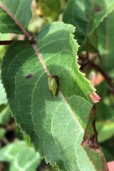 Stictocephala basalis