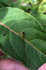 Stictocephala basalis