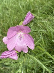 Malva alcea