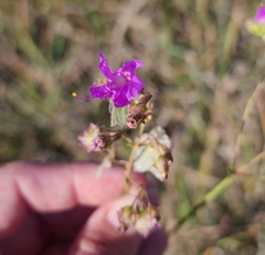Mirabilis albida