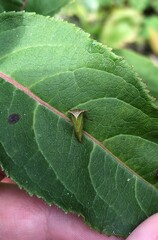 Stictocephala basalis