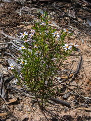 Olearia muelleri
