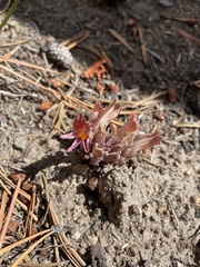Aphyllon corymbosum