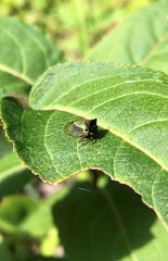 Stictocephala basalis