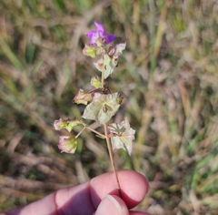 Mirabilis albida