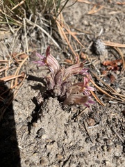 Aphyllon corymbosum