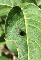 Stictocephala basalis