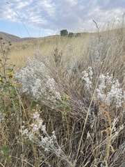 Caryophyllales