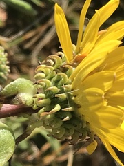 Grindelia stricta platyphylla