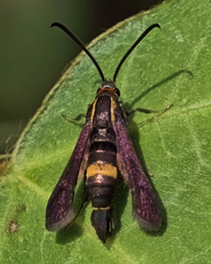 Carmenta pyralidiformis