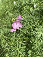 Malva alcea