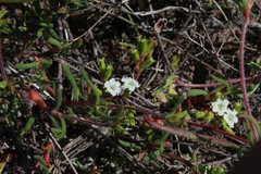 Caryophyllales