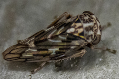 Idiocerus moniliferae