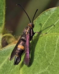 Carmenta pyralidiformis