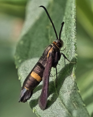 Carmenta pyralidiformis