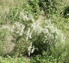 Eupatorium serotinum