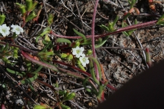 Caryophyllales