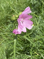 Malva alcea