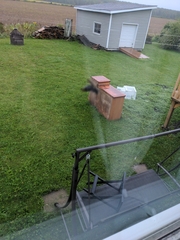 Dolichovespula maculata