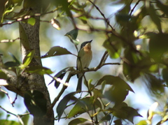 Myiagra rubecula