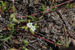 Caryophyllales