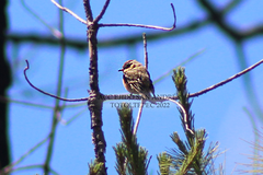 Empidonax fulvifrons