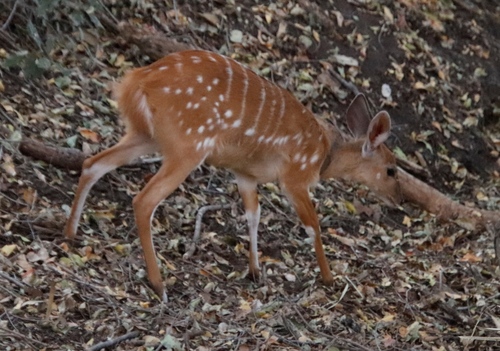 Southern Bushbuck