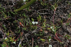 Caryophyllales
