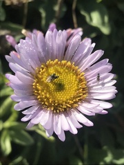 Erigeron glaucus