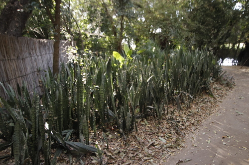 Dracaena hyacinthoides image