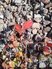 Rubus polonicus