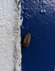 Lycorma delicatula