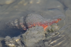 Triplofusus giganteus