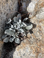 Eriogonum lobbii