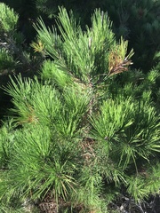 Pinus radiata