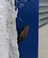Lycorma delicatula