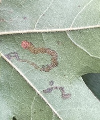 Stigmella aceris