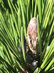 Pinus radiata