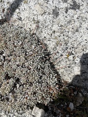 Eriogonum ovalifolium