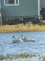 Cygnus columbianus columbianus