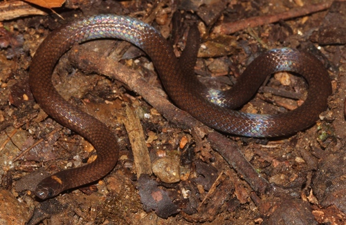 Photo of a Red Earth Centipede Snake (Tantilla schistosa)