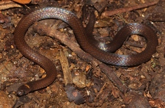 Tantilla schistosa